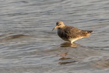 Common redshank (Tringa totanus) wades in the sea, North Wales, UK