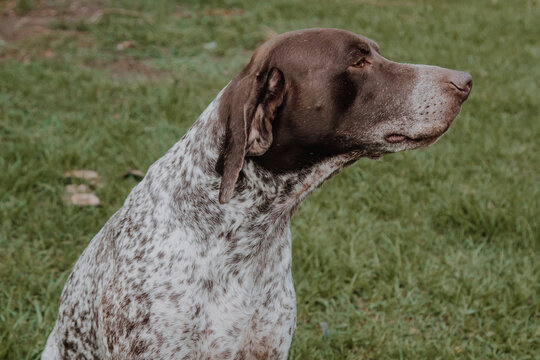 
cute german shorthaired pointer playing 