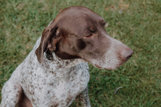 
cute german shorthaired pointer playing 