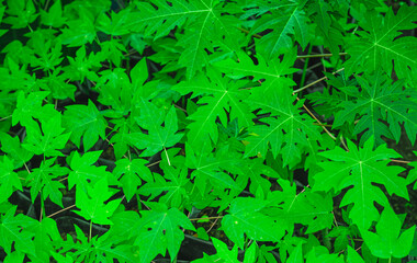 Papaya leaves close up background. Exotic tree leaves background. Tropical tree green foliage.