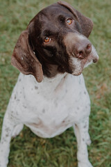 
cute german shorthaired pointer playing 