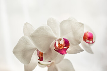 Fototapeta na wymiar Selective focus. White blooming orchid flower close up. Decorative home Phalaenopsis flower blossoming. 