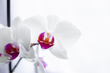 Selective focus. White blooming orchid flower close up. Decorative home Phalaenopsis flower blossoming.