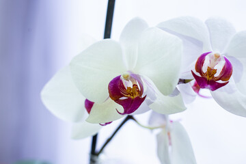 Fototapeta na wymiar Selective focus. White purple blooming orchid flower close up. Decorative home Phalaenopsis flower blossoming.