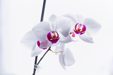 Selective focus. White blooming orchid flower close up. Decorative home Phalaenopsis flower blossoming.