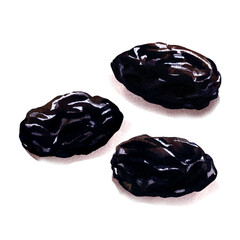 Prunes, dried plums, sweet dry fruit. Vegetarian healthy snack, natural tasty sweets, organic food. Isolated objects, close-up, hand drawn watercolor illustration on white background