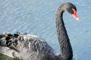 Obraz premium A black swan swims in the water.