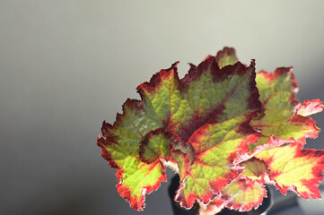 うずもみじの鉢植え
