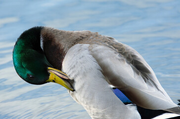 A mallard cleans its feathers.