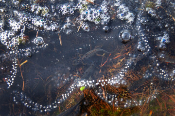 Alpine newt in the spring Alps. Newt near the water. Amphibians in the nature habitat. european...