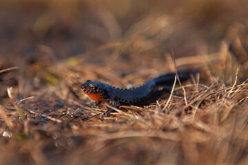 Alpine newt in the spring Alps. Newt near the water. Amphibians in the nature habitat. european nature. 