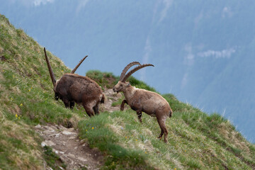 Naklejka na ściany i meble Alpine ibex in the spring Alps. Ibex on the meadow. european nature. 