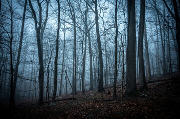 Fototapeta premium Forest in creepy, bluish fog