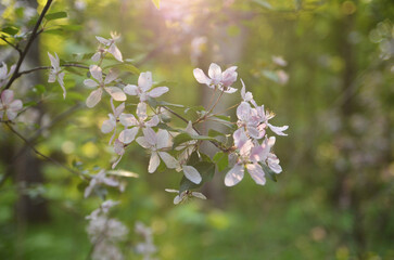 Apple tree flowers