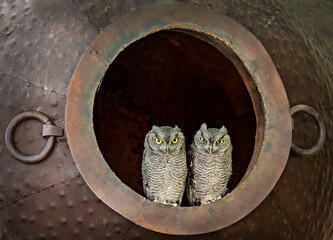 Owl Siblings