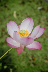large and beautiful pink water lily, Asian water flower, Nymphaea
