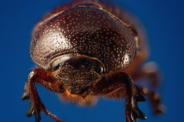 A closeup shot of a heteronychus arator beetle on a blue background