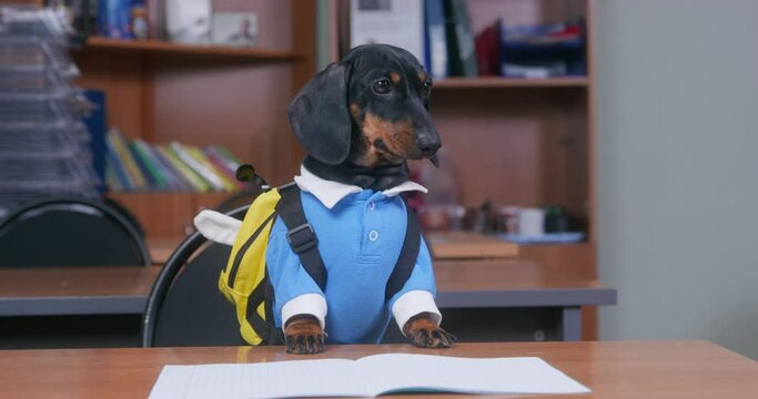 Lovely dachshund puppy in uniform and with backpack quickly sat down at the desk, being late for important lesson. Open notebook lies on the table, ready for exam test.