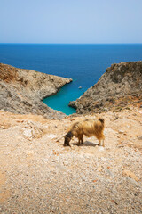 Goat above the Seitan Limania beach in Akrotiri in Crete, Greece