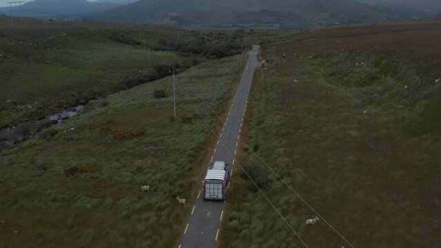 Forwards tracking of car with horse trailer driving on country road. Herd of sheep grazing along road. Ireland