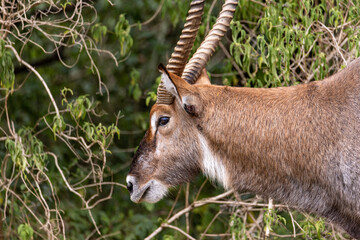 waterbuck portrait, Queen Elizabeth National Park, Uganda, Africa