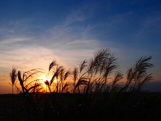 Obraz premium 朝日に照らされたススキの穂