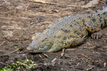African crocodile basking in the sun, Queen Elizabeth National Park, Uganda, Africa