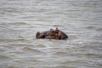 Obraz premium hippopotamus in water, Queen Elizabeth National Park, Uganda, Africa