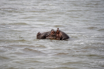 hippopotamus in water, Queen Elizabeth National Park, Uganda, Africa