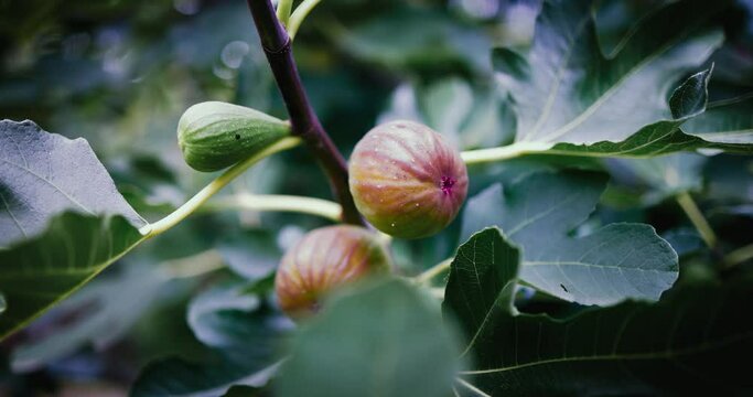 sweet figs ripen on fig tree branches in orchard garden