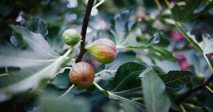 sweet figs ripen on fig tree branches in orchard garden