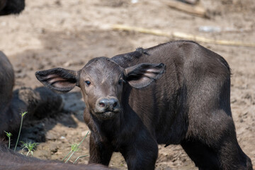 Baby African Buffalo, Queen Elizabeth National Park, Uganda, Africa