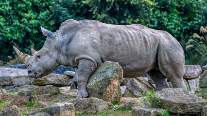 Fototapeta premium Rhinoceros the big animal in a wildlife natural park
