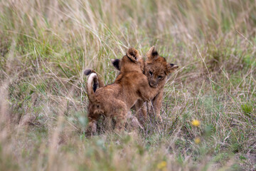 lion cubs playing in the grass, Queen Elizabeth National Park, Uganda, Africa