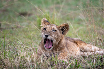 lion cub in the grass