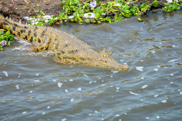 crocodile in the water, Queen Elizabeth National Park, Uganda, Africa