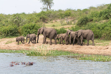 Obraz premium herd of elephants walking by water, with hippos in water, Queen Elizabeth National Park, Uganda, Africa