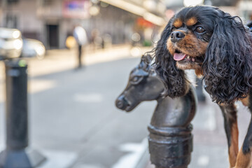 A cute dog, a Cavalier King Charles Spaniel, enjoys traveling in New Orleans, in the famous French...