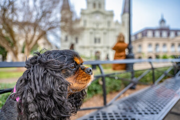 A cute dog, a Cavalier King Charles Spaniel, enjoys traveling in New Orleans, in the famous French...