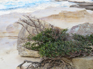 seaweed on the beach