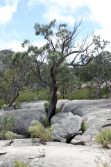 Fototapeta na wymiar Beautiful Giraween National Park in Southern Downs Queensland, featuring native plants, gum trees and giant granite boulders