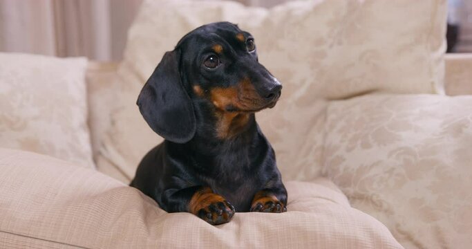 Black dachshund dog looks at owner lying ON sofa pillows near cushions with flower patterns close view