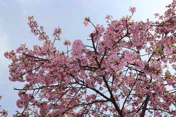 河津桜