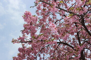 河津桜