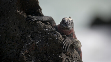 Marine Iguana Amblyrhynchus cristatus