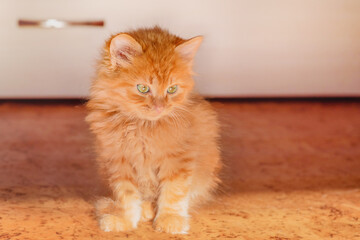 Little red kitten. Red fluffy kitten with green eyes.