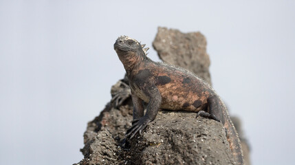 Marine Iguana Amblyrhynchus cristatus
