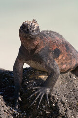 Marine Iguana Amblyrhynchus cristatus