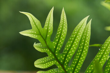 A selective focus of the spotted leaves of the monarch fern © Andres Mejia Aristizabal/Wirestock