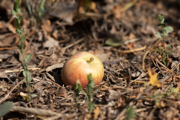 manzana en el suelo